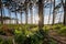 Beautiful view of the trees and greens gleaming under the shiny sunrays - great for wallpapers