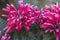 Beautiful view of tropical flamingo flower, Justicia carnea jacobinia