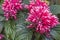 Beautiful view of tropical flamingo flower, Justicia carnea jacobinia.