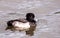 Beautiful view of Tufted duck in the pond