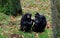 Beautiful view of two chimpanzees sitting on the grass covered field near some trees