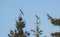 Beautiful view of two common magpie birds on top of the pine trees