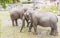 Beautiful view of two cute elephants in zoo aviary.