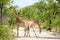 Beautiful view two Giraffes standing back to back on a gravel road in Etosha National Park