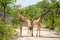Beautiful view two Giraffes standing back to back on a gravel road in Etosha National Park