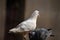 Beautiful view of two pigeons. one dominating other. a true black and white combination.a symbol of dominance