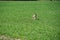 Beautiful view of two rabbits running on a green lawn at daytime