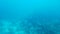 Beautiful view underwater of the atlantic ocean in the sea of Aruba with some fish and a shipwreck