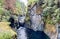 A beautiful view of the upper fall of Englishman river surrounded by mossy rocks and lush forest trees Englishman river