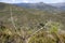 Beautiful view of vast hills covered by trees and a thin leafless tree in the foreground