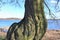 Beautiful view on a very old gnarled tree in front of a blue sky