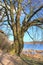 Beautiful view on a very old gnarled tree in front of a blue sky