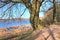 Beautiful view on a very old gnarled tree in front of a blue sky