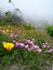 Beautiful view of Vilaflor mountain village with yellow Eschscholzia californica and pink Convolvulus flowers in the foreground, T
