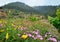 Beautiful view of Vilaflor mountain village with yellow Eschscholzia californica and pink Convolvulus flowers in the foreground, T