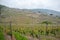 Beautiful view of vineyards in the rural villages of Switzerland on cloudy sky and mountain background