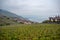 Beautiful view of vineyards in the rural villages of Switzerland on cloudy sky , vintage houses and lake background