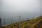 Beautiful view of vineyards in the rural villages of Switzerland on lake with mist background