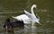 The beautiful view of waterbirds on the water of park lake.