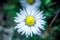 Beautiful view of waterdrops on the petals of a white daisy flower on a blurry background