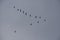 The beautiful view of the wedge of birds flying in the sky.