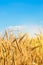 Beautiful view of the wheat field and blue sky in the countryside. Cultivation of crops. Agriculture and farming. Agro industry.