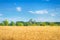 Beautiful view of the wheat field and blue sky in the countryside. Cultivation of crops. Agriculture and farming. Agro industry.