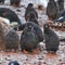 Beautiful view of White-flippered penguins standing on rocky pebbles ground in Antarctica near water