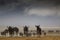 Beautiful view of wildebeests migration between Serengeti and Maasai Mara national park