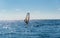 Beautiful view of windsurfer sailing on the waves. Windsurfing on the Black Sea