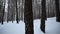 Beautiful view in winter forest in snowfall. Media. Winter forest in snowy weather. Beautiful walk in winter snow forest