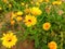 Beautiful view of yellow blossoms with green leaves