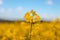 Beautiful view of yellow canola fields with blue sky on spring at Cowra nsw.