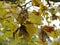 Beautiful view of yellow maple leaves with seeds-wings on the branch