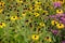 Beautiful view of yellow and purple blackeyed Susans flower growing in the field