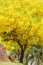 The beautiful view of the yellow Ratchaphruek flowers are blooming beautifully along the ancient city walls of Chiang Mai and the