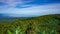 Beautiful views of clove plantations, blue skies and clouds during the day