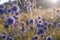 Beautiful views of the Dvurechany National Natural Park. blue decorative flowers on a meadow