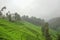 Beautiful views of the tea plantation and mountain forest with foggy weather