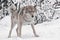 Beautiful and vigorous volodaya female wolf large plvnom against the snow-covered trees, a young strong animal