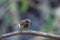 Beautiful Vigors Sunbird