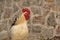 A beautiful village rooster poses in front of the camera