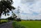 A beautiful village scene with paddy field and electric wire