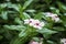 Beautiful Vinca white flower with green leaves