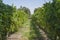 Beautiful vine of European grapes in Uruguayan winery in Canelos region