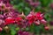 beautiful vines with red flowers