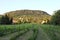 Beautiful vineyard at Badacsony