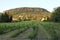 Beautiful vineyard at Badacsony