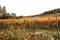 Beautiful vineyard field in Sonoma Valley, California