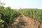 Beautiful vineyard field on a sunny day